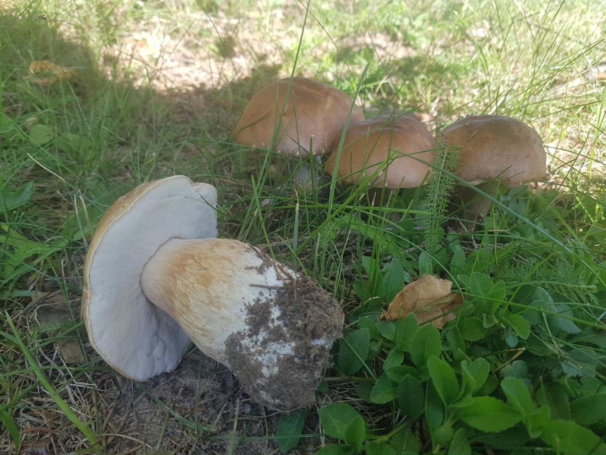 Kurnik Polski Agroturystyka Tykocin Eksteriør bilde